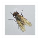 Fly on the wall (Print Only) thumbnail
