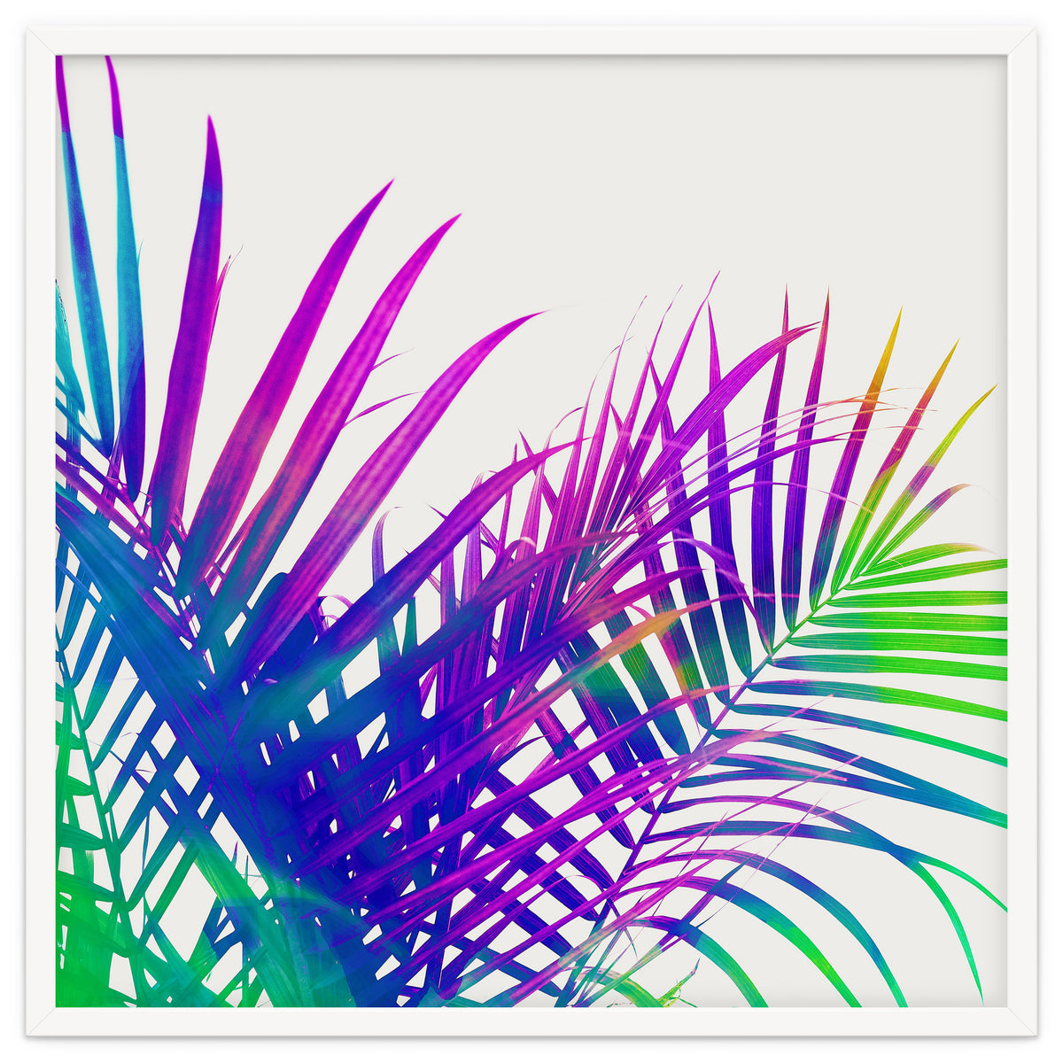 Colorful Palm