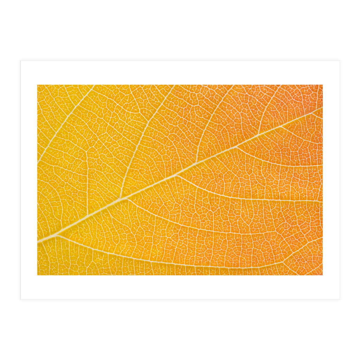 Autumn Leaf (Print Only)