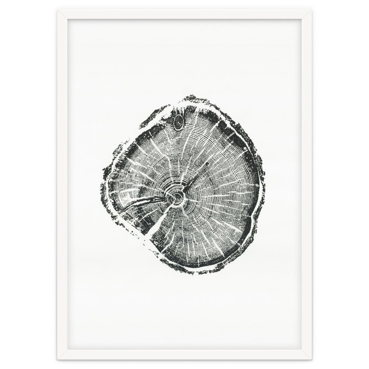 Tree Ring Print, Albion Basin, Utah, Pine Tree Print