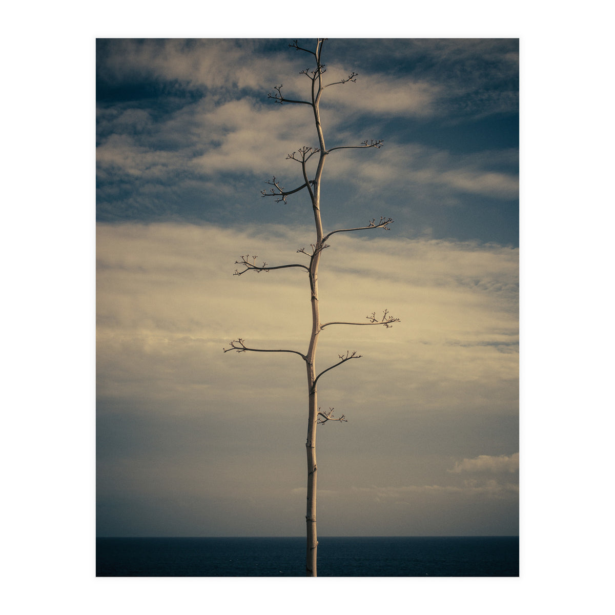 SEA AND TREE (Print Only)