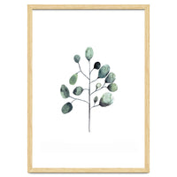 Botanical Illustration Eukalyptus