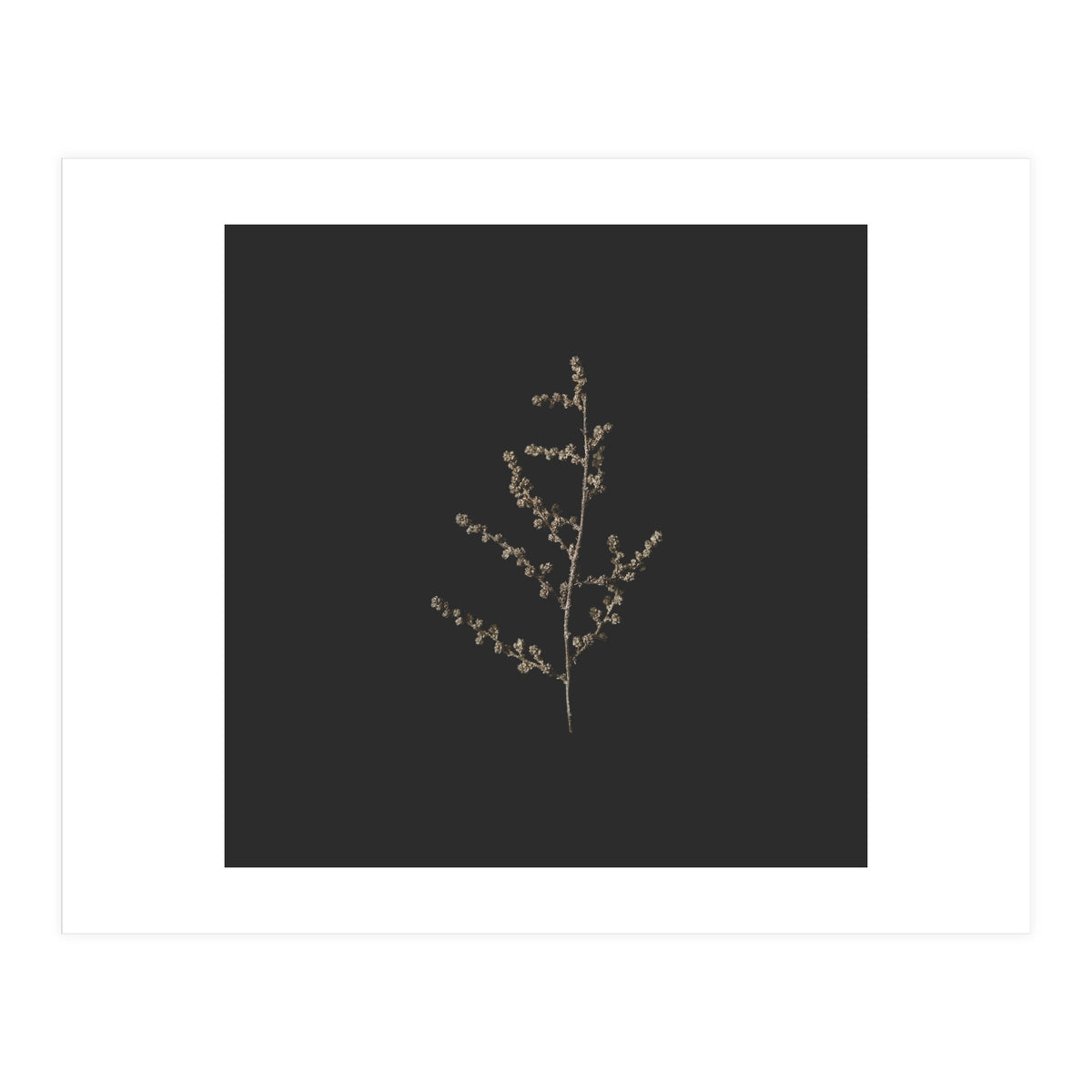 Dainty Botanicals in Gold and Black - Square (Print Only)
