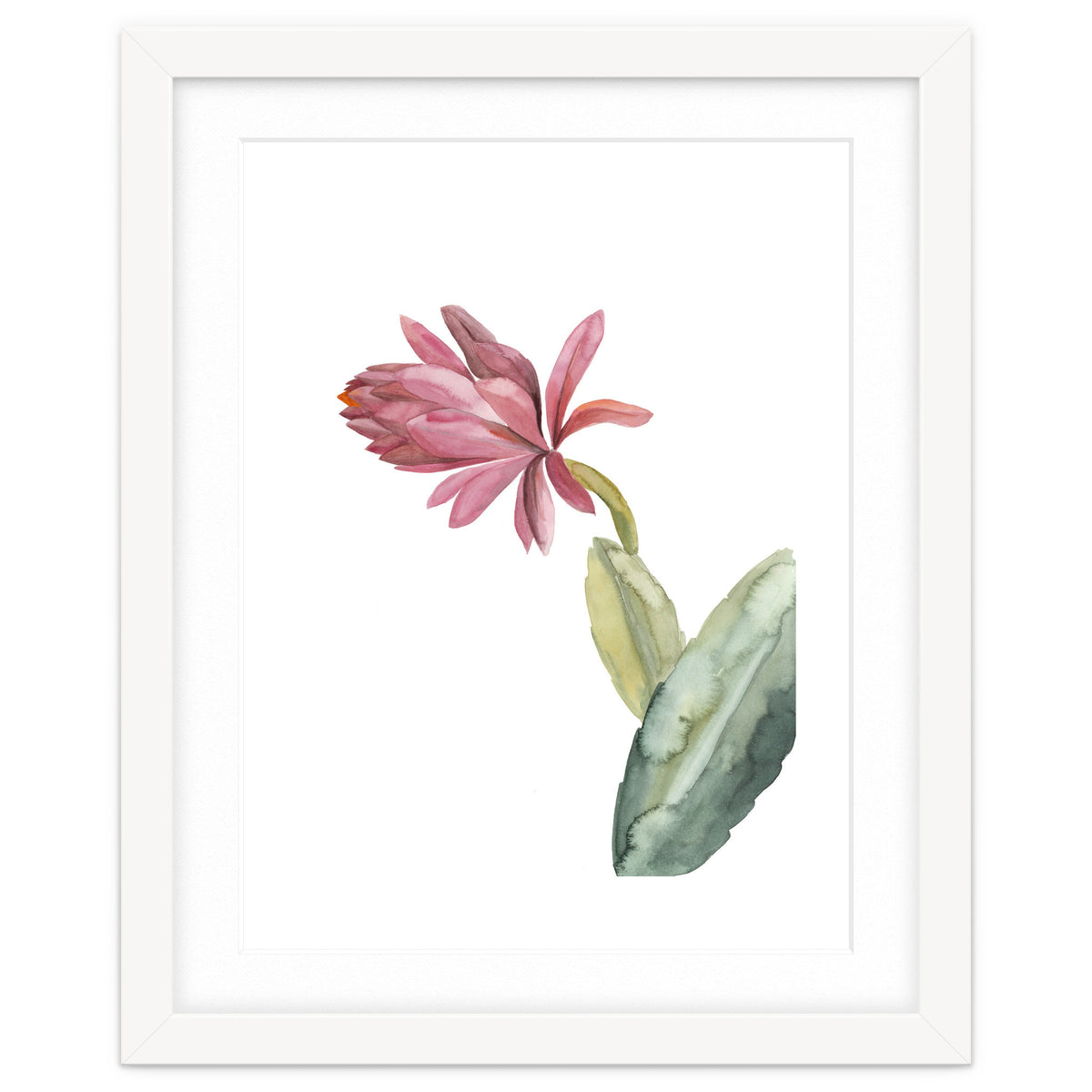 Botanical Illustration Pink Cactus Flower