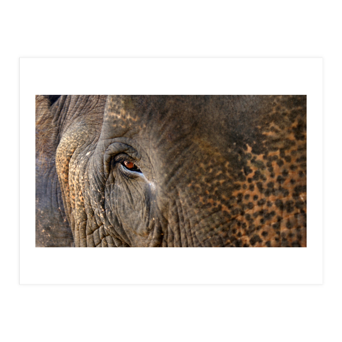 Face To Face - Elephant eye (Print Only)