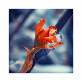 Ginger Flower (Print Only) thumbnail