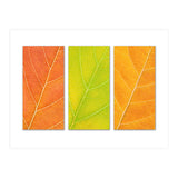 Autumn Leaves (Print Only) thumbnail