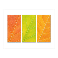 Autumn Leaves (Print Only)