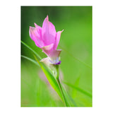 Nature 4000x6000 (12) (Print Only) thumbnail