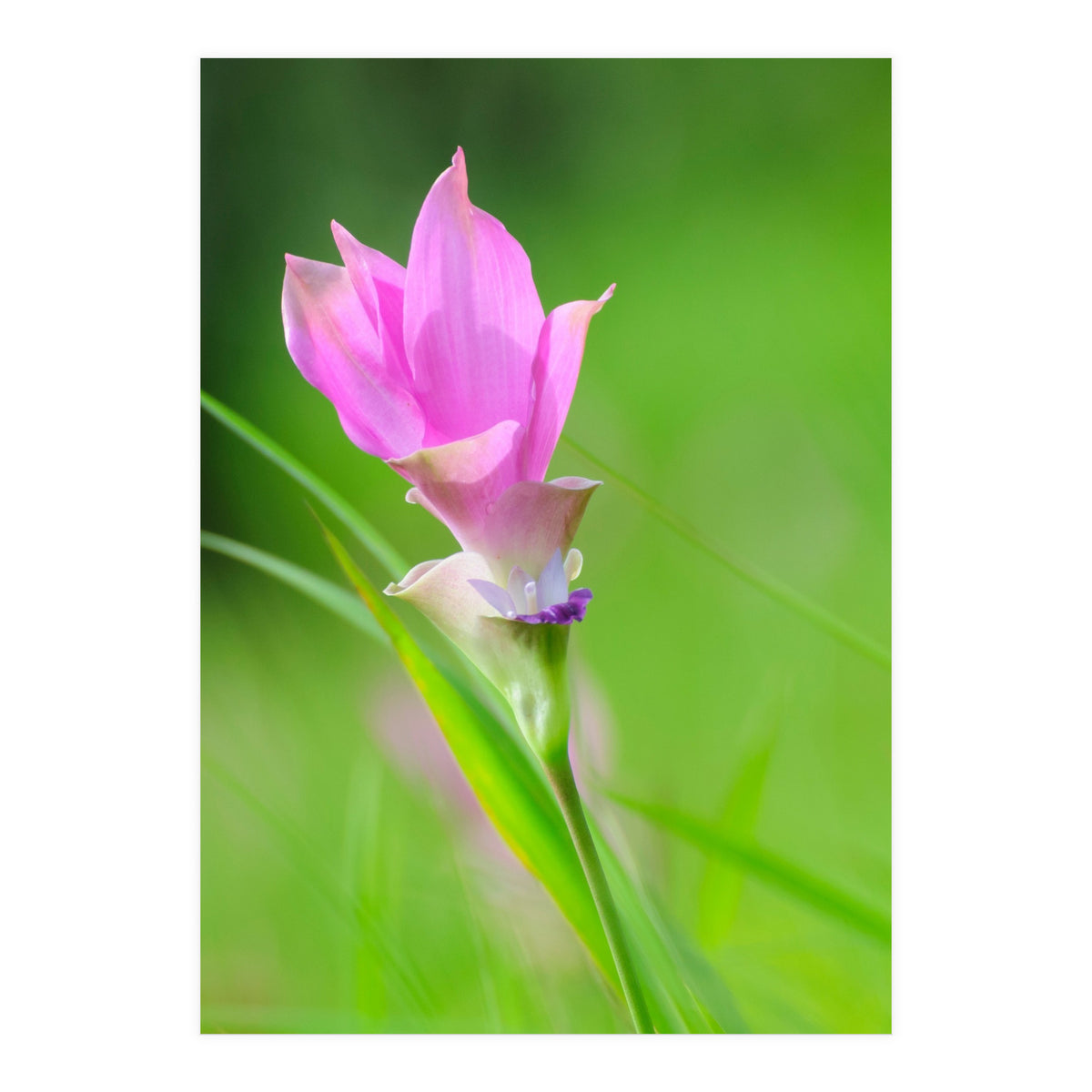 Nature 4000x6000 (12) (Print Only)