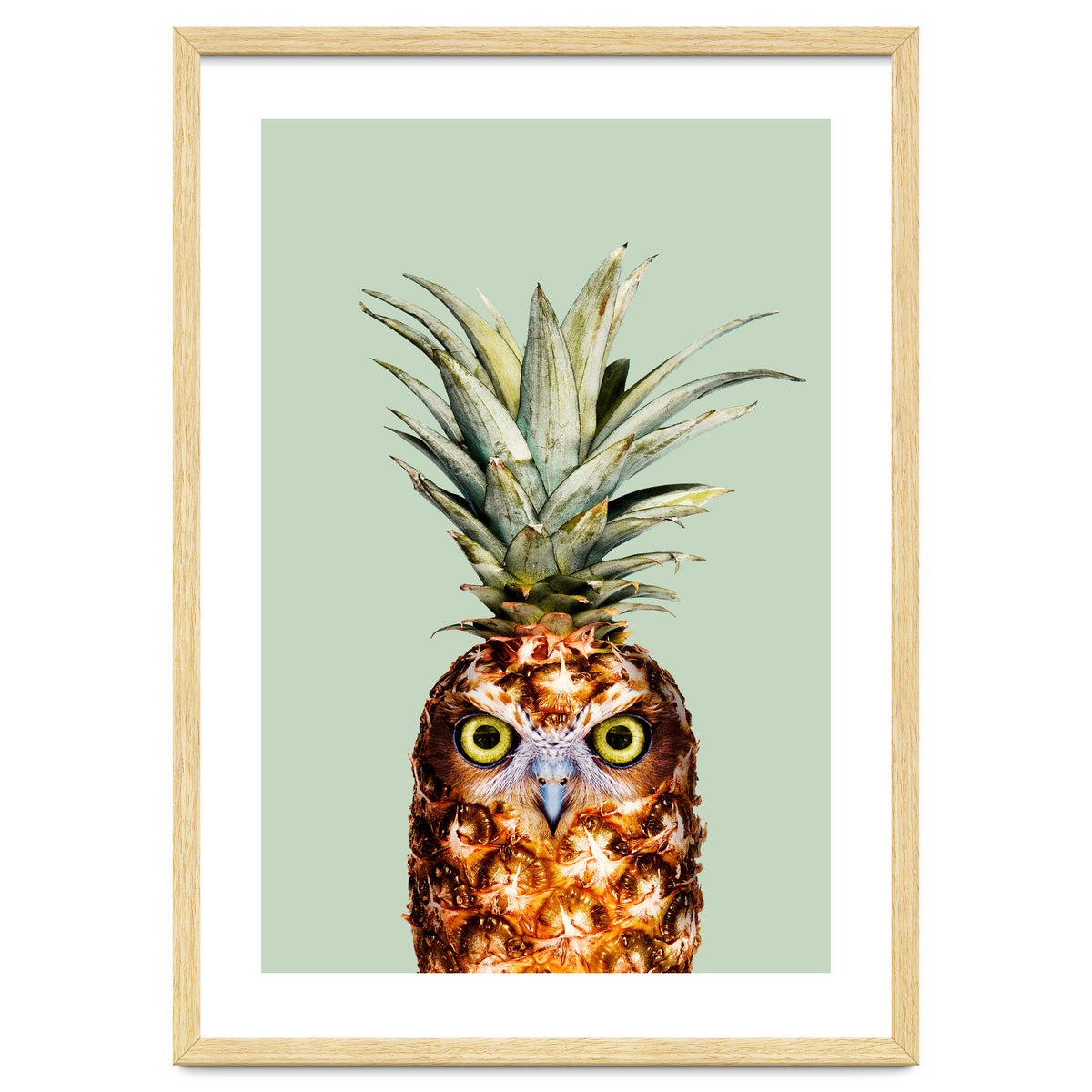 Pineapple Owl