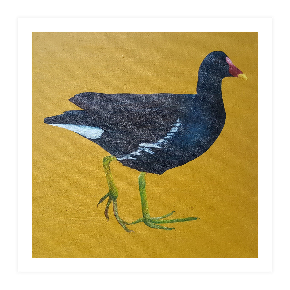 Moorhen (Print Only)