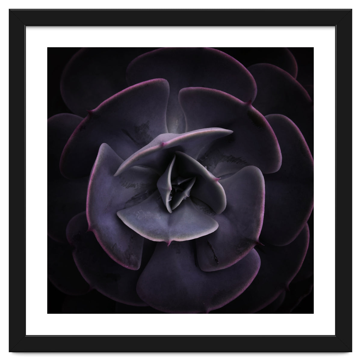 DARKSIDE OF SUCCULENTS VIII