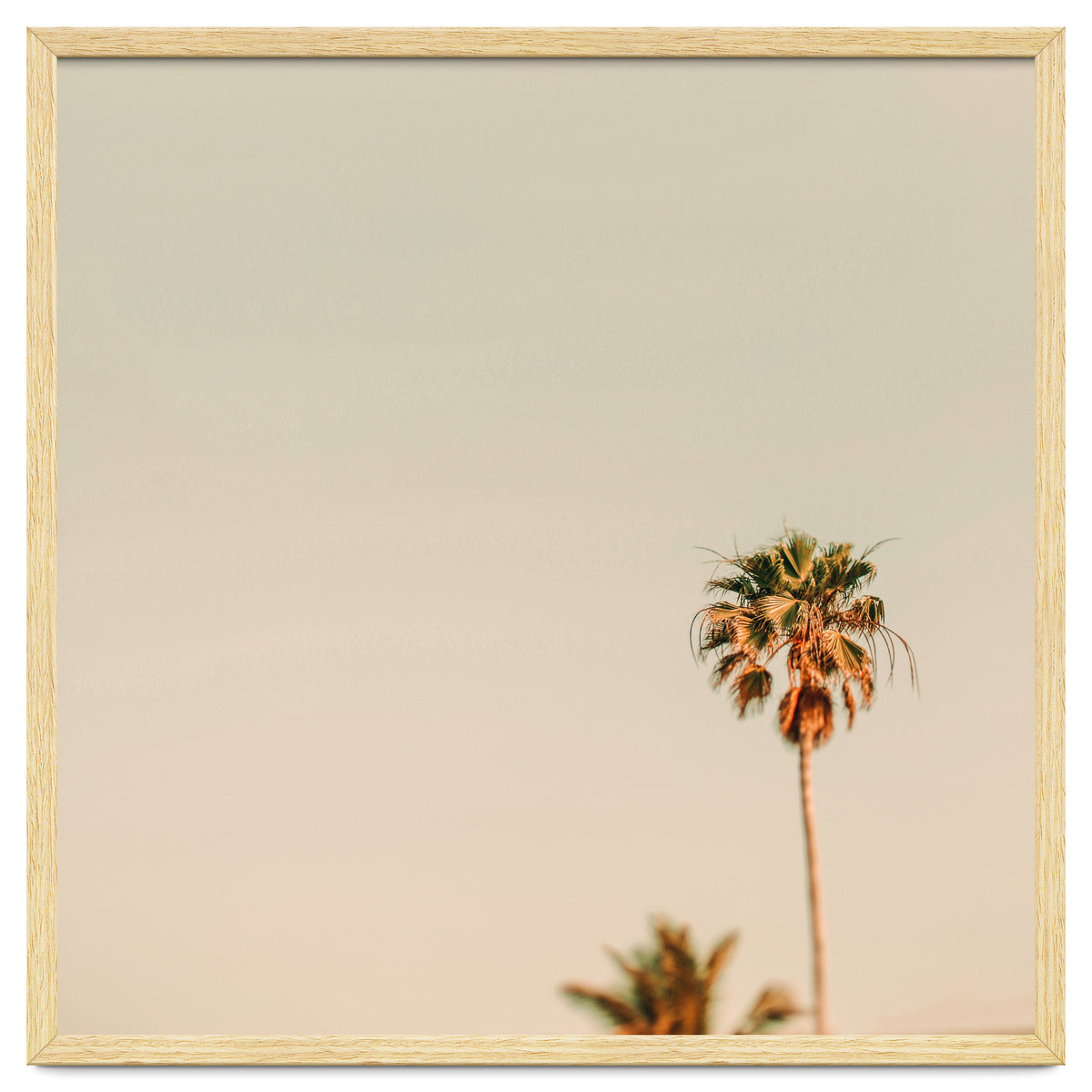 Minimal Palms