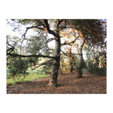 Pine Trees (Print Only) thumbnail