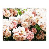 Roses (Print Only) thumbnail