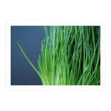 Chives (Print Only) thumbnail