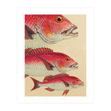 Fish Classic Designs 7 (Print Only) thumbnail