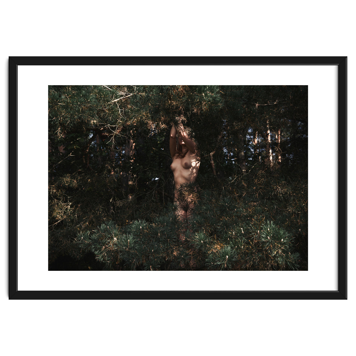 The Eyes of the Forest