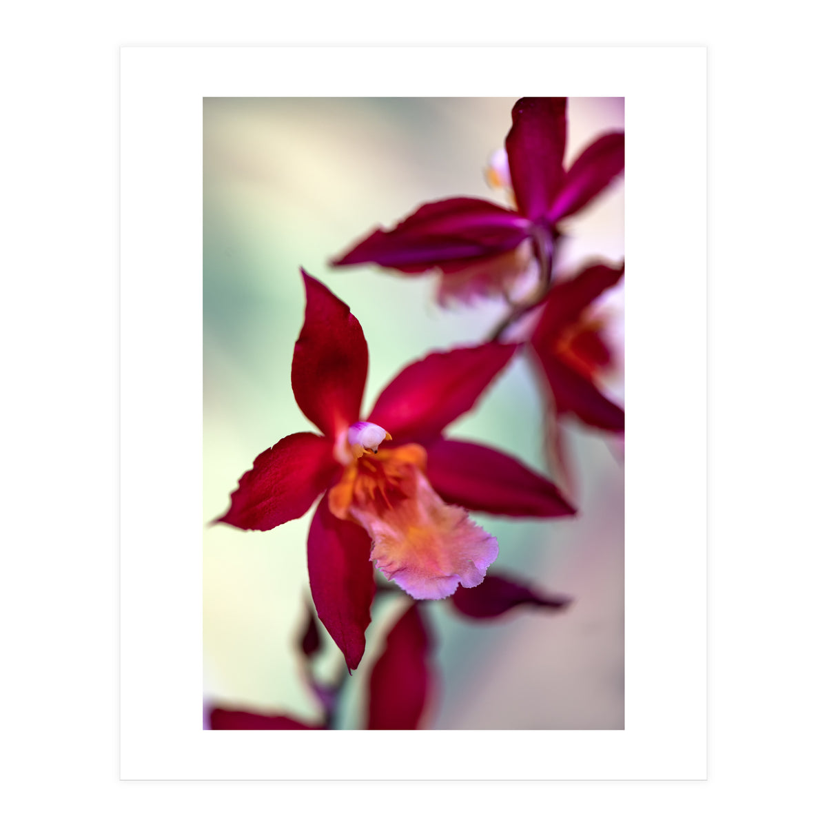Orchidee Flower (Print Only)