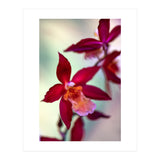 Orchidee Flower (Print Only) thumbnail