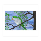 Quaker parrot (Print Only) thumbnail