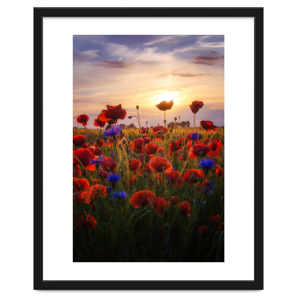Poppiesfield at Sunrise