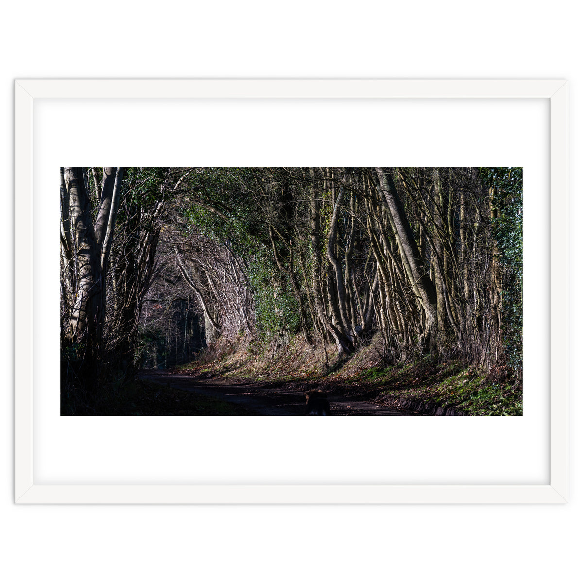 Sunlit Tunnel of Trees