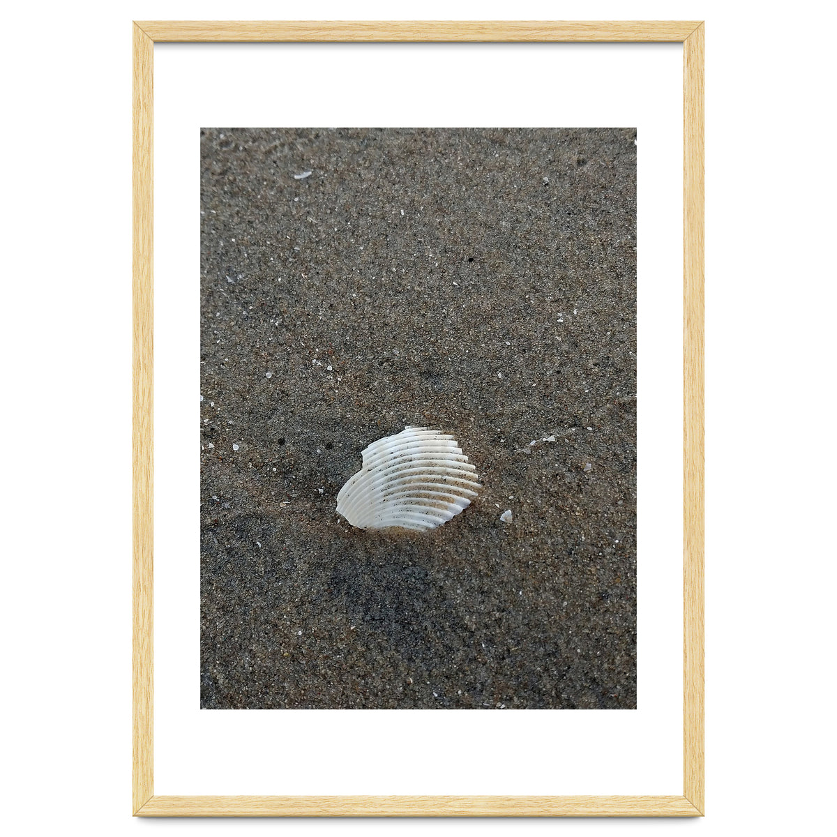 Shell in Sea Shore