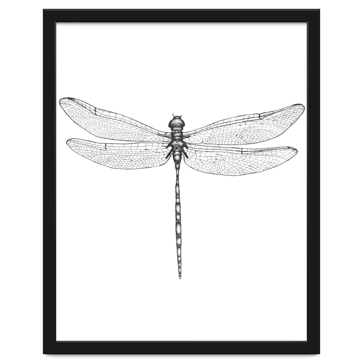 Dragonfly Wings