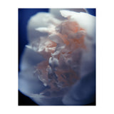 White Peony (Print Only) thumbnail