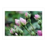 Roses  (Print Only) thumbnail