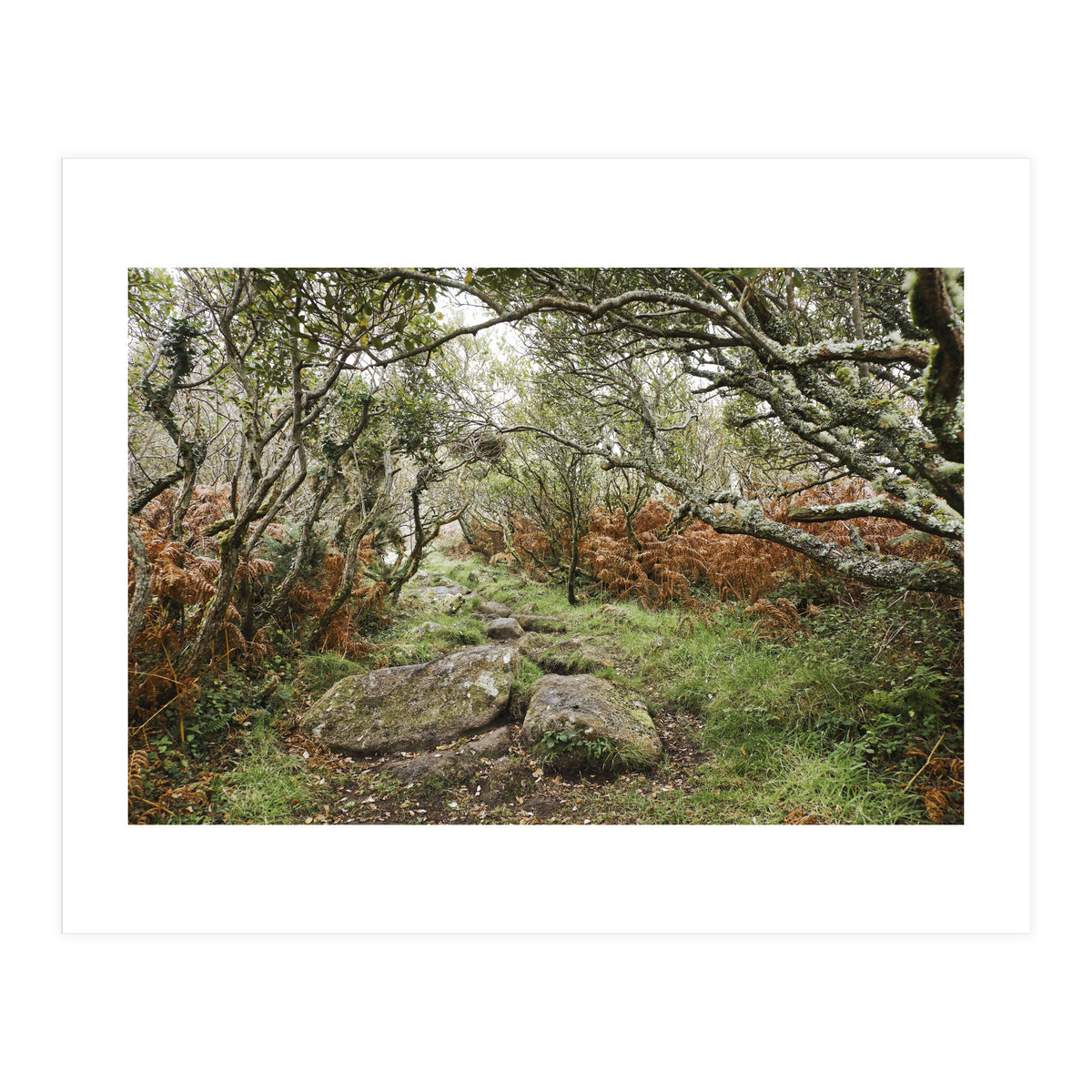 Undergrowth (Print Only)
