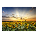 Sunflower field in the evening  (Print Only) thumbnail