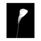 Calla | dark design (Print Only) thumbnail