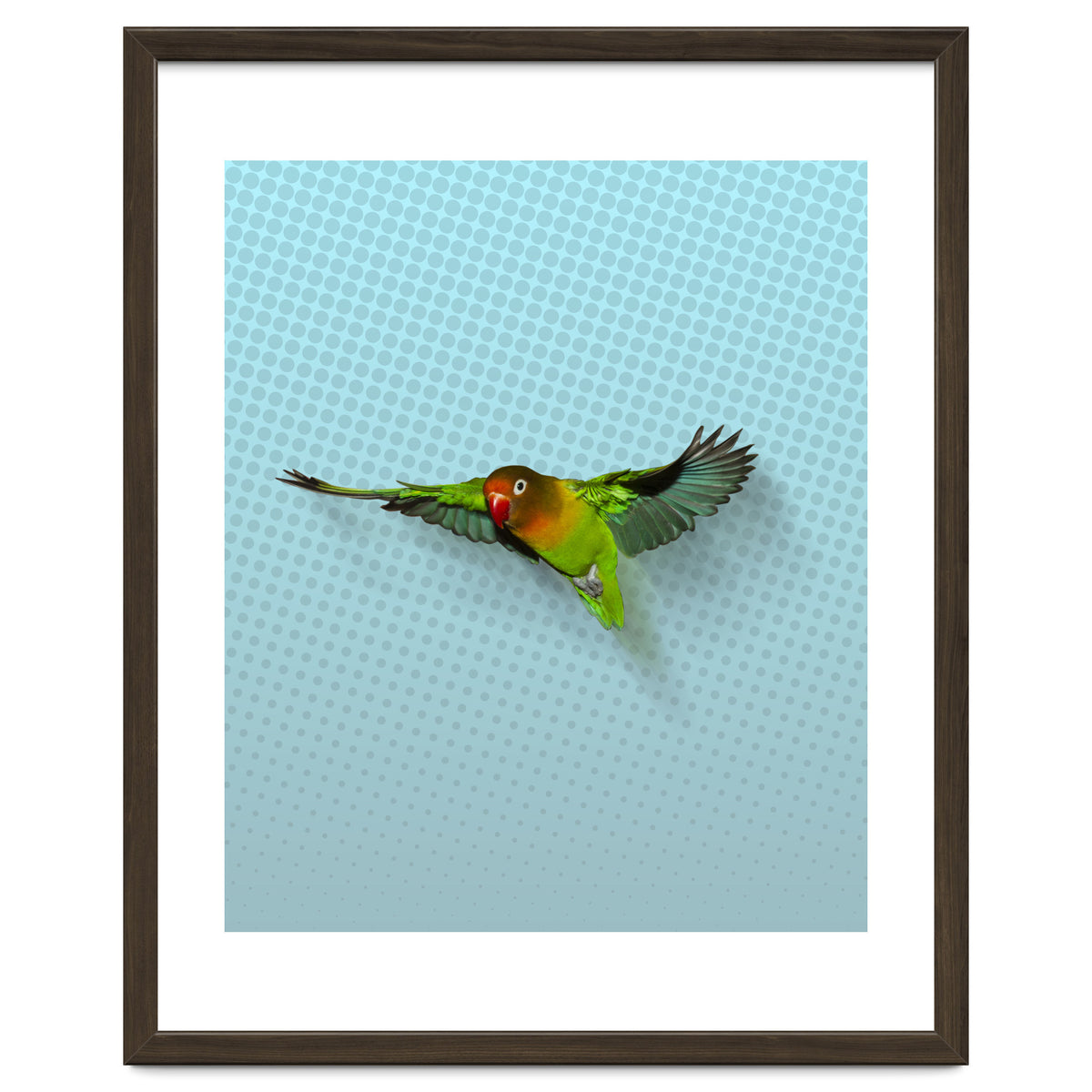 Flying lovebird