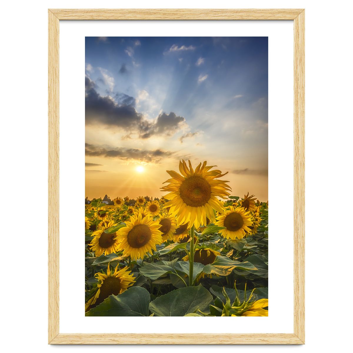 Sunflower field at sunset
