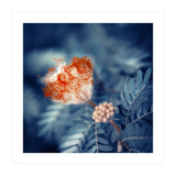 Acacia Flower (Print Only) thumbnail