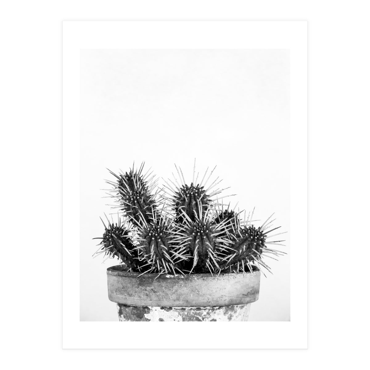Cactus nature II (Print Only)