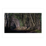 Sunlit Tunnel of Trees (Print Only) thumbnail