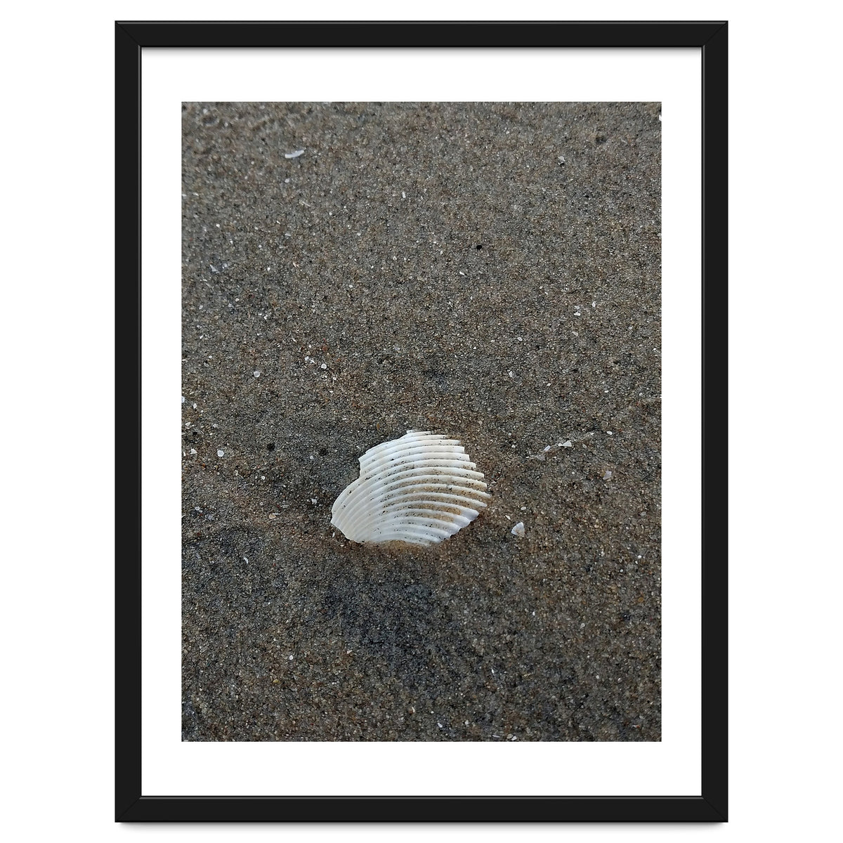 Shell in Sea Shore