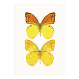 Cc Butterflies 08 (Print Only) thumbnail