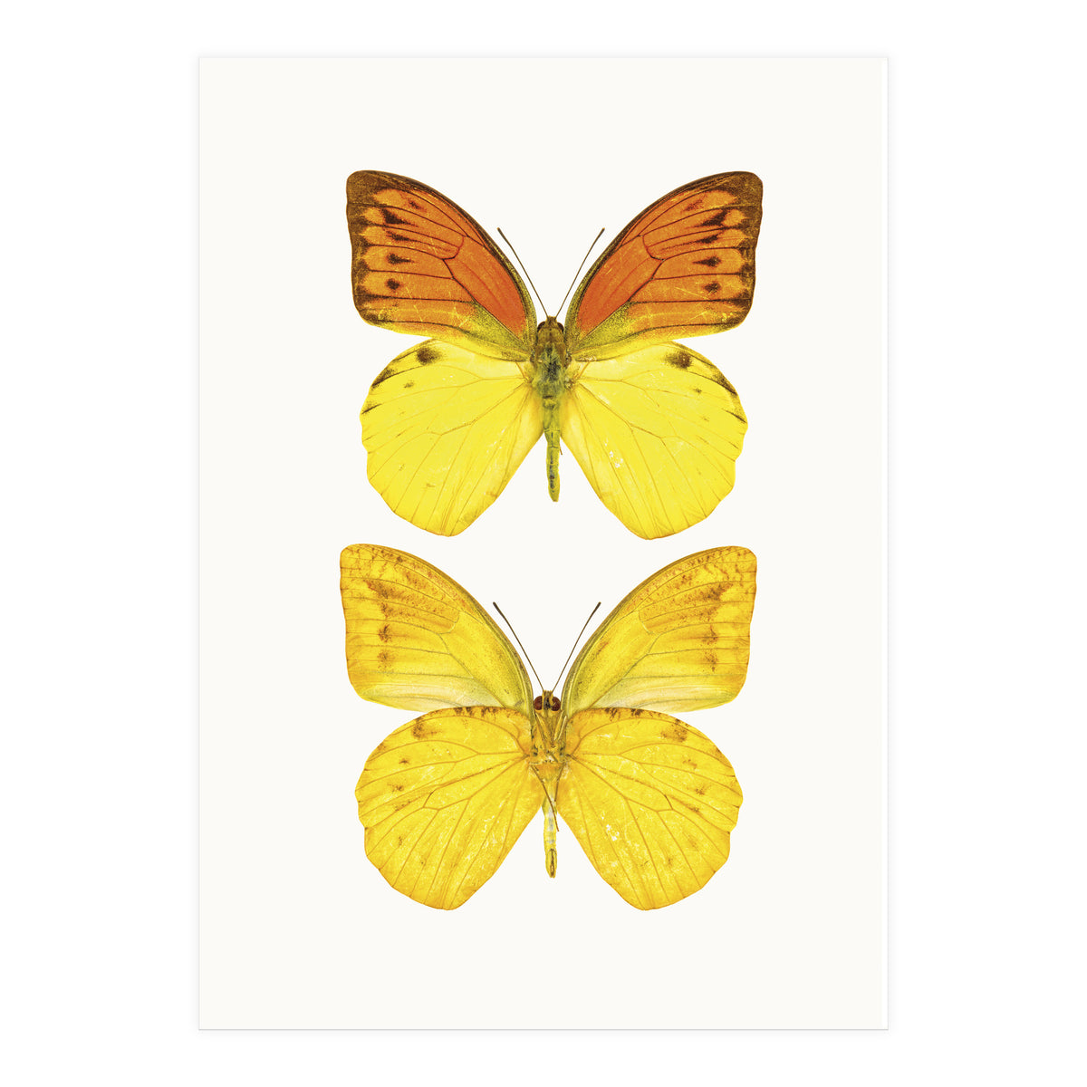 Cc Butterflies 08 (Print Only)