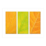 Autumn Leaves (Print Only) thumbnail