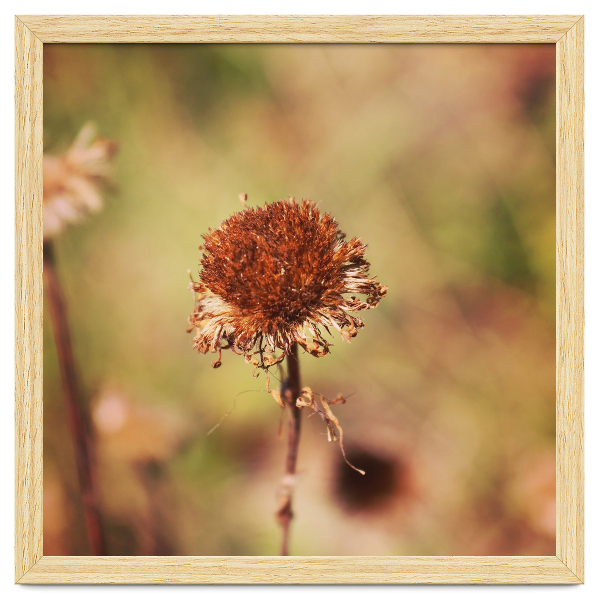 dried daisy