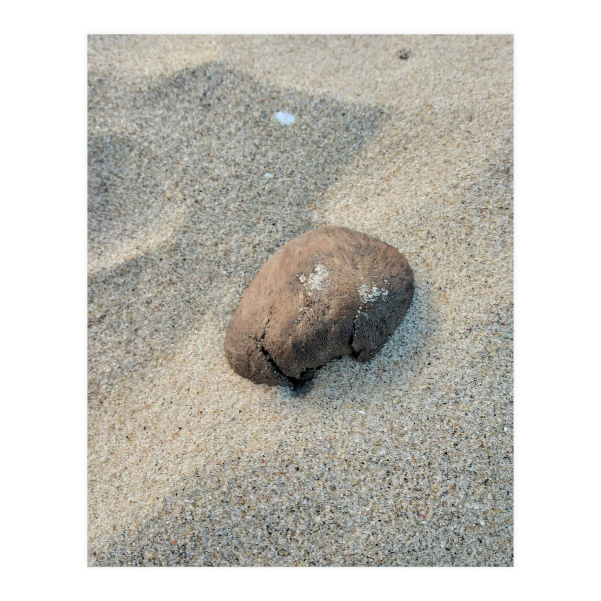 Coastal Shell (Print Only)