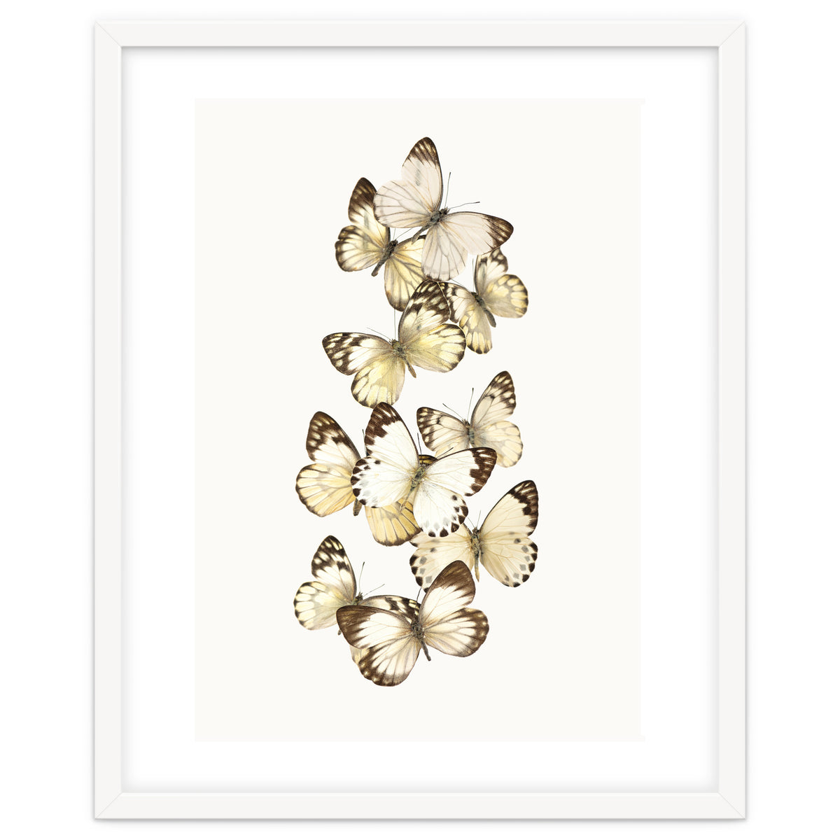 Cc Butterflies 01