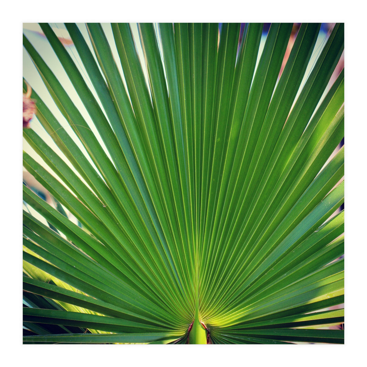 palm leaf (Print Only)