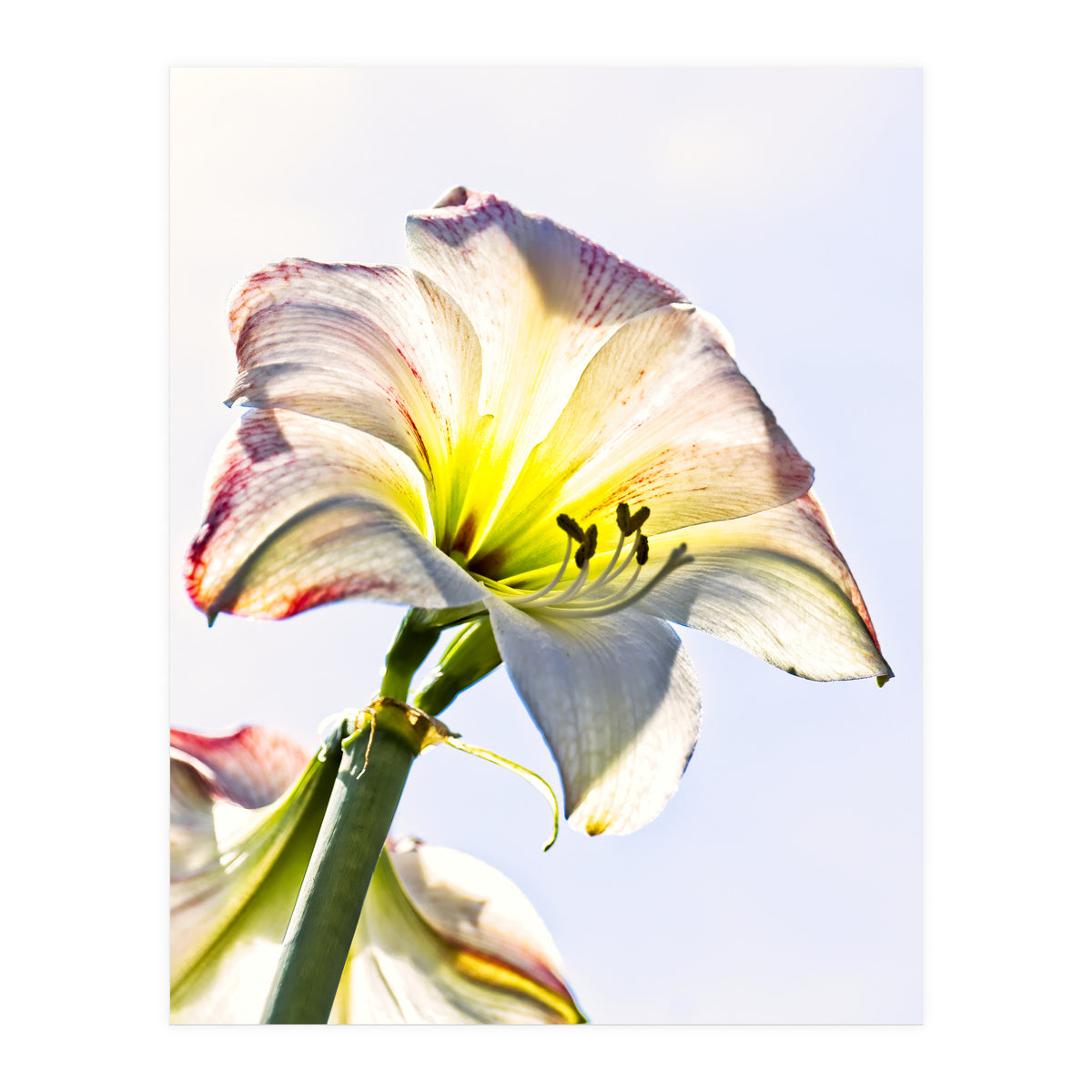 Amaryllis 2 (Print Only)