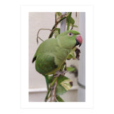 Dazzling Indian Parrot (Print Only) thumbnail